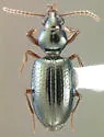 Semiardistomis puncticollis - photo 5