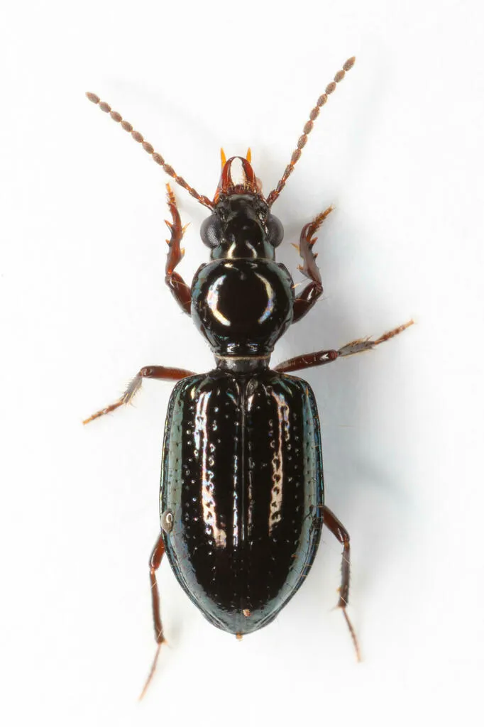 Green Semipoint-mouth Beetle - photo 2