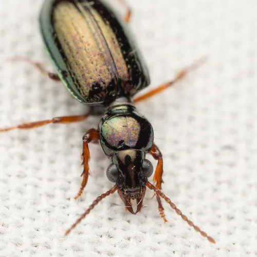 Green Semipoint-mouth Beetle - photo 3