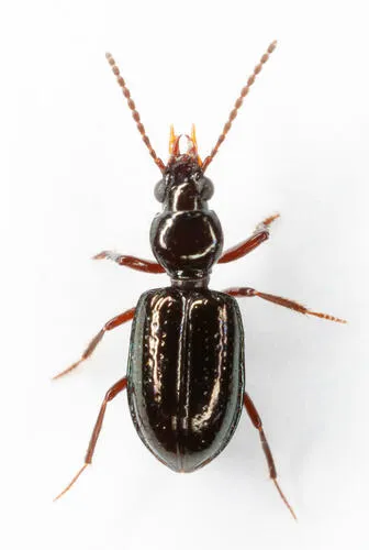 Green Semipoint-mouth Beetle - photo 4