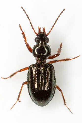 Green Semipoint-mouth Beetle - photo 5