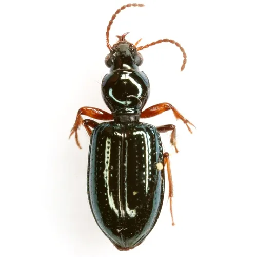 Green Semipoint-mouth Beetle - photo 6