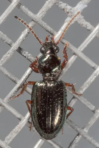 Green Semipoint-mouth Beetle - photo 7