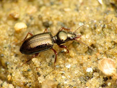 Green Semipoint-mouth Beetle - photo 8