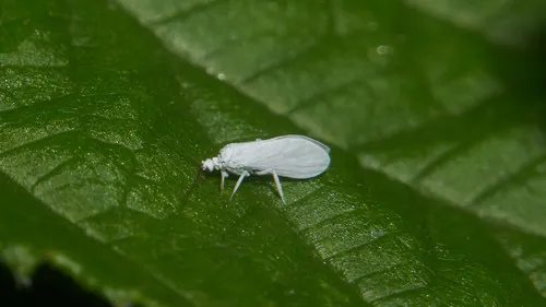 Semidalis aleyrodiformis