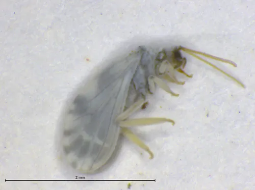 Semidalis nimboiformis