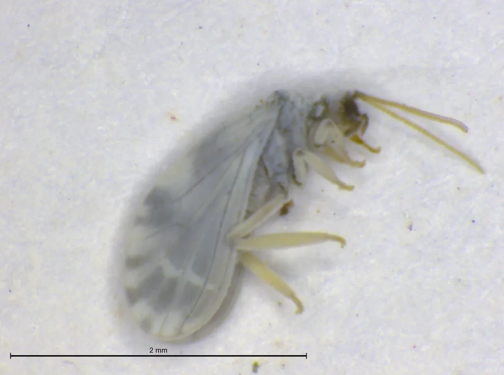 Semidalis nimboiformis - photo 2