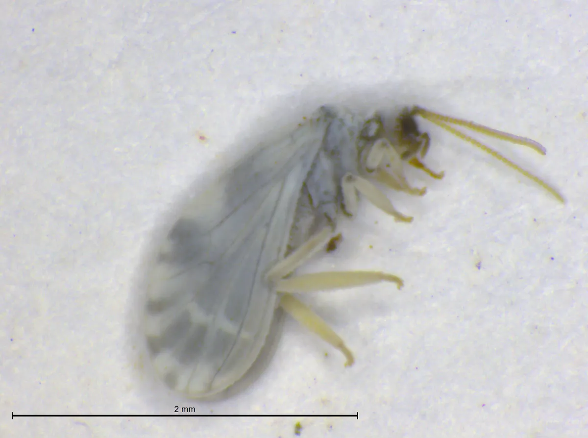 Semidalis nimboiformis - photo 3