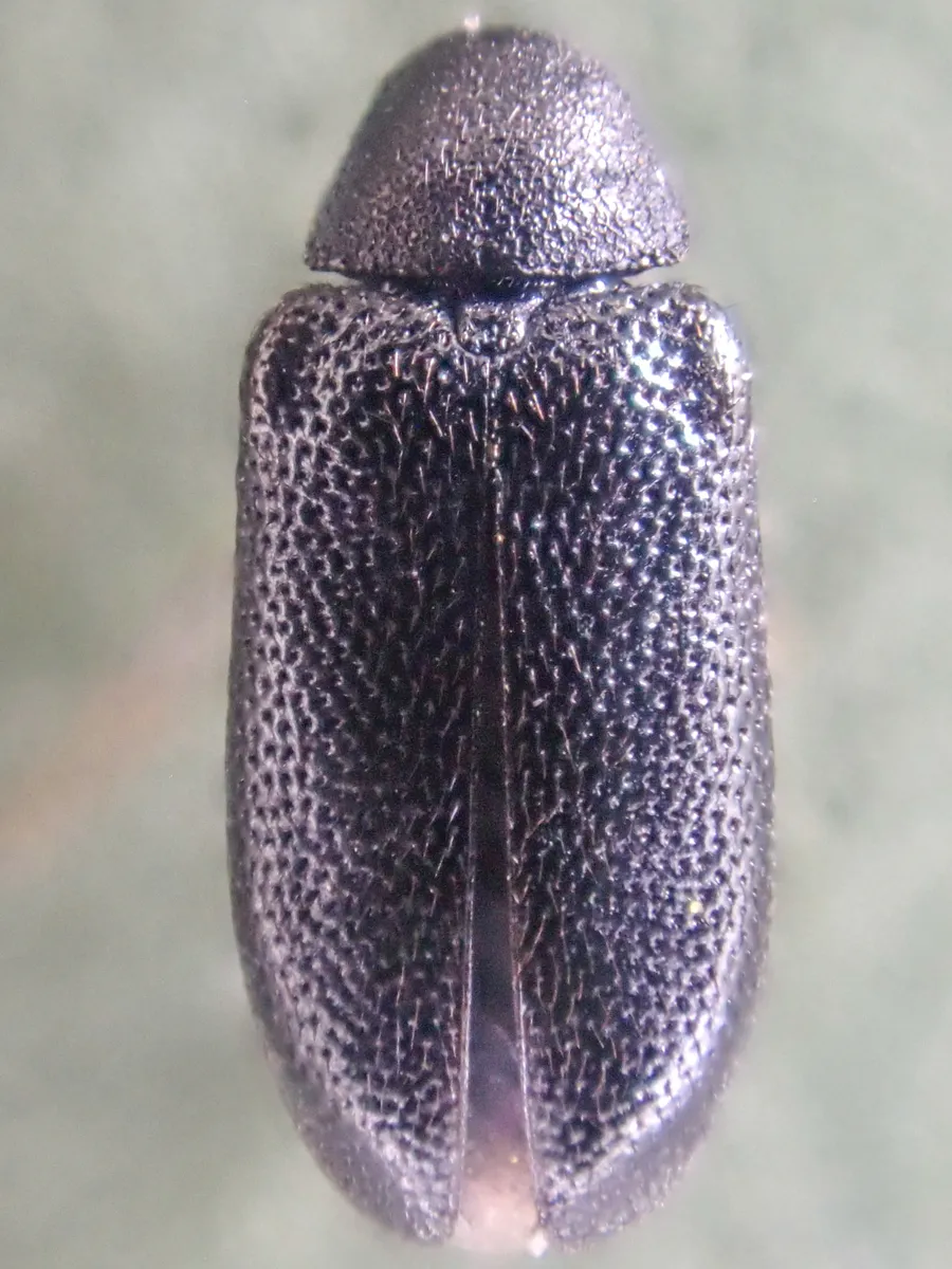 Semijulistus ater - photo 3