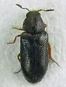 Semijulistus flavipes - photo 2