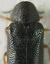 Semijulistus flavipes - photo 3