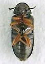 Semijulistus flavipes - photo 4