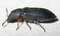 Semijulistus flavipes - photo 5