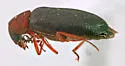 Semijulistus rubrithorax - photo 3