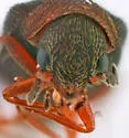Semijulistus rubrithorax - photo 4