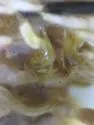 Semionellus placidus - photo 2