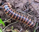 Semionellus placidus - photo 4