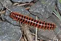 Semionellus placidus - photo 5