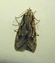 Semioscopis aurorella - Hodges#0916