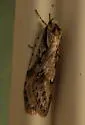 Semioscopis aurorella - Hodges#0916 - photo 2
