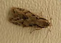 Semioscopis aurorella - Hodges#0916 - photo 3
