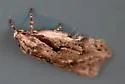 Semioscopis aurorella - Hodges#0916 - photo 4