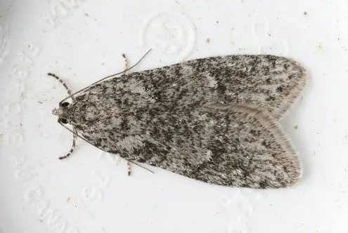 Poplar Micromoth - photo 2