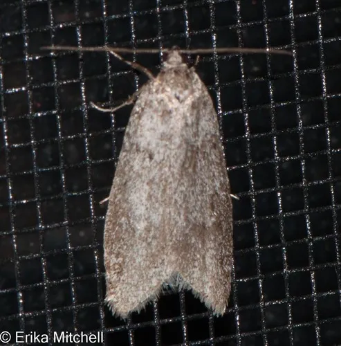 Poplar Micromoth - photo 6
