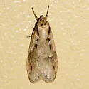 Semioscopis mcdunnoughi - Hodges#0917