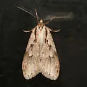 Semioscopis mcdunnoughi - Hodges#0917 - photo 2