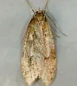 Semioscopis mcdunnoughi - Hodges#0917 - photo 3