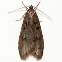 Semioscopis mcdunnoughi - Hodges#0917 - photo 4