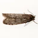 Semioscopis mcdunnoughi - Hodges#0917 - photo 5