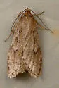 Semioscopis megamicrella - Hodges#0915