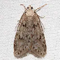Semioscopis megamicrella - Hodges#0915 - photo 2
