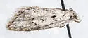 Semioscopis megamicrella - Hodges#0915 - photo 4