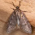 Semioscopis megamicrella - Hodges#0915 - photo 5
