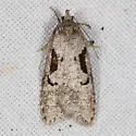Semioscopis merriccella - Hodges#0913