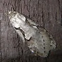 Semioscopis merriccella - Hodges#0913 - photo 2