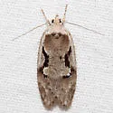 Semioscopis merriccella - Hodges#0913 - photo 4