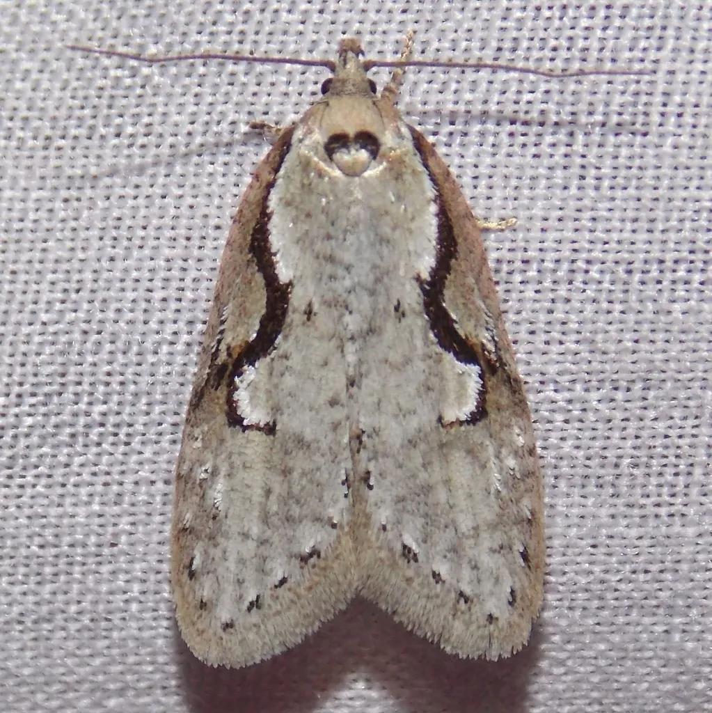 Packard's Concealer Moth - photo 2