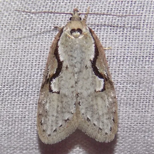 Packard's Concealer Moth - photo 4