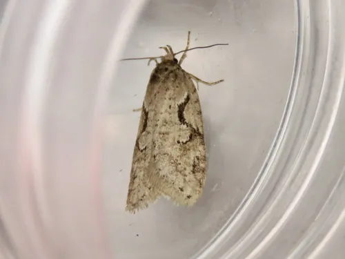 Semioscopis steinkellneriana