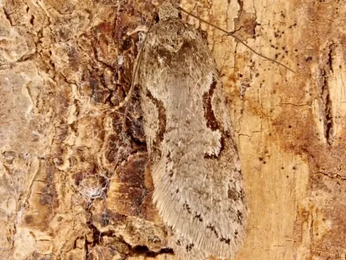 Semioscopis steinkellneriana - photo 2