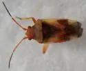 Semium subglabrum - photo 2