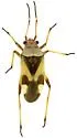 Semium subglabrum - photo 3