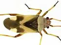 Semium subglabrum - photo 4