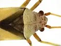 Semium subglabrum - photo 5