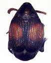 Sennius abbreviatus