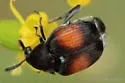 Sennius abbreviatus - photo 2